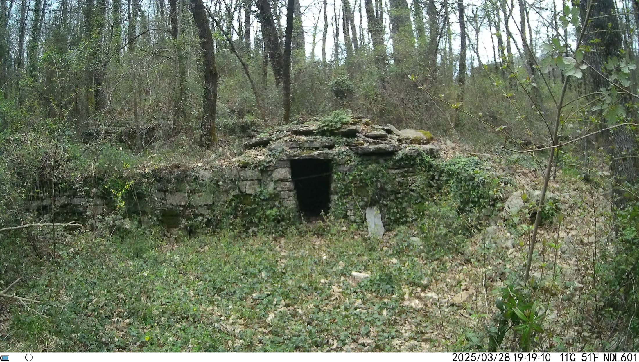 Immagine ripresa da fototrappola nel bosco