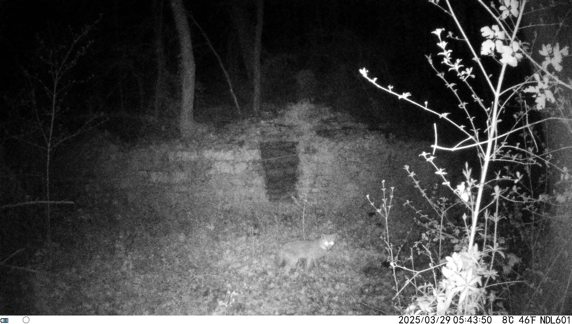 Immagine ripresa da fototrappola nel bosco