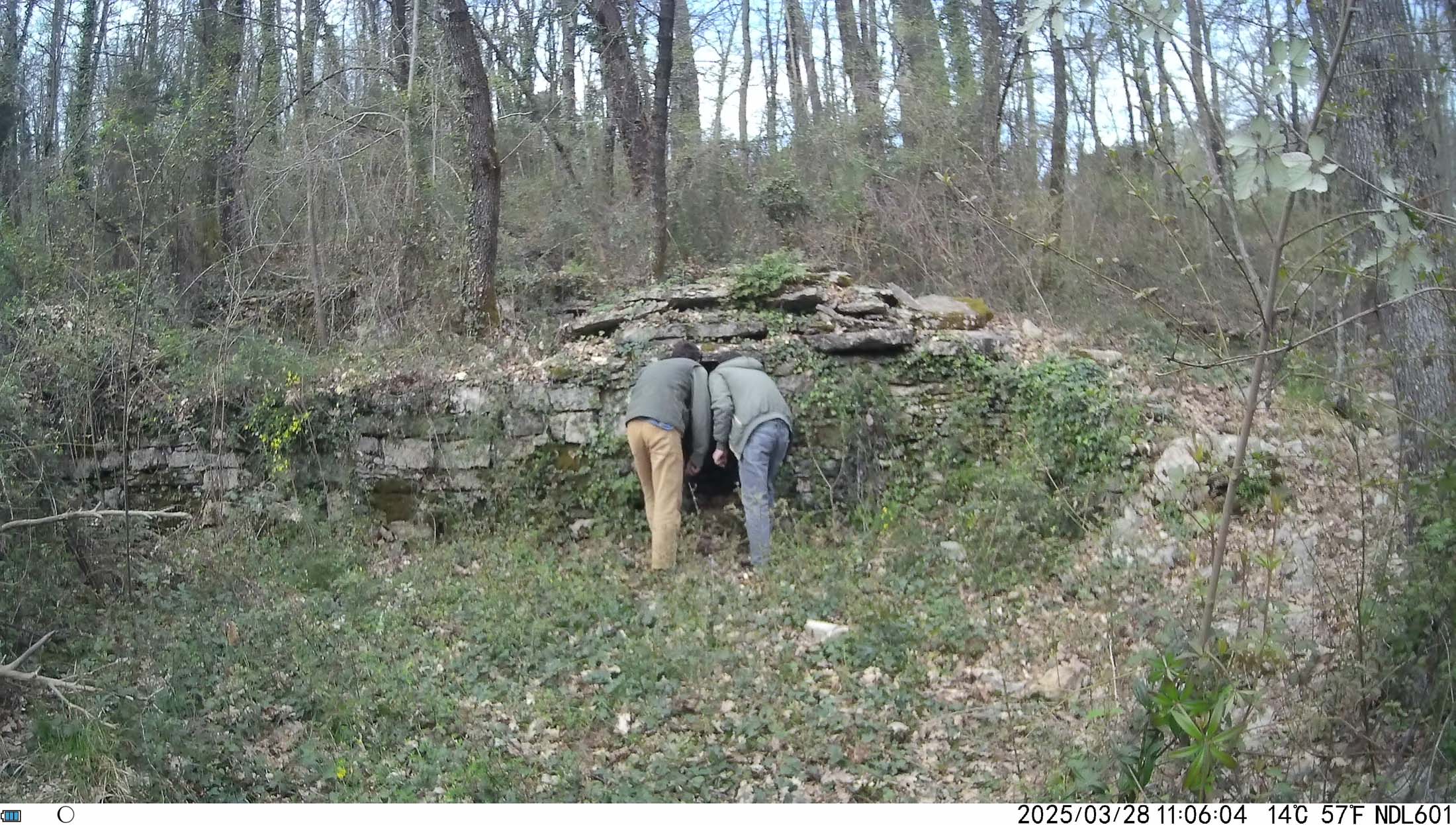 Immagine ripresa da fototrappola nel bosco