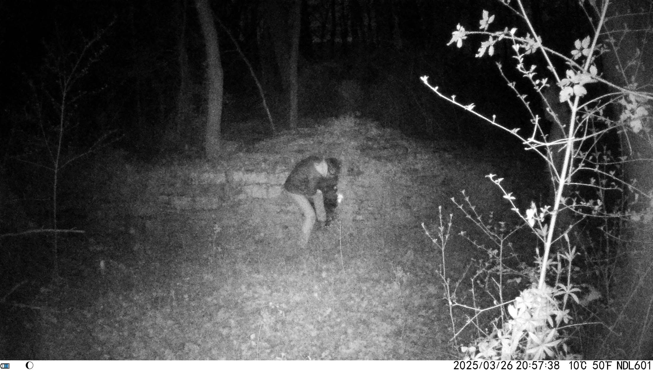 Immagine ripresa da fototrappola nel bosco