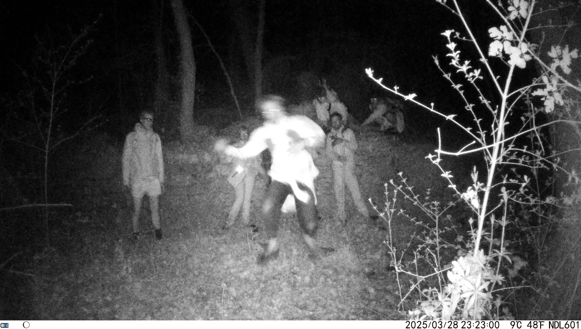 Immagine ripresa da fototrappola nel bosco